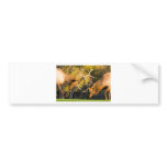 Sparring  Bull Elk bumper stickers