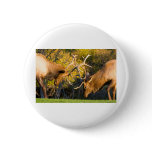 Sparring  Bull Elk buttons
