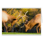 Sparring  Bull Elk cards