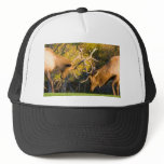 Sparring  Bull Elk hats