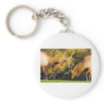 Sparring  Bull Elk keychains