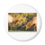 Sparring  Bull Elk magnets