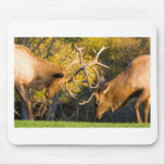 Sparring  Bull Elk mousepads