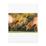 Sparring  Bull Elk postcards