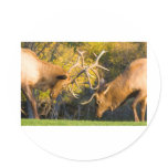 Sparring  Bull Elk stickers