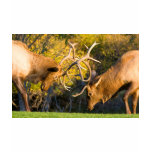 Sparring  Bull Elk t-shirts