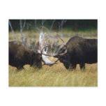 Sparring Moose Wildlife Series # 12 Postcard
