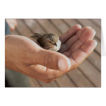 Sparrow bird Eye on the sparrow greeting card