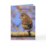 Sparrow Cards