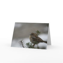 Sparrow Christmas Cards