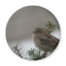 Sparrow Christmas Magnets
