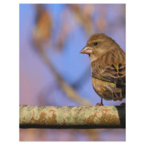Sparrow Personalized Flyer