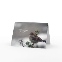 Sparrow, His eye is on the Sparrow!