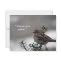 Sparrow, His eye is on the Sparrow!