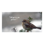 Sparrow, His eye is on the Sparrow! photo cards