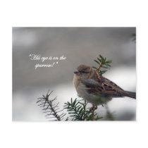 Sparrow, His eye is on the Sparrow!