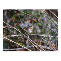 Sparrow in the Brush Post Card