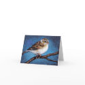 SPARROW: OIL PASTEL: BIRD: NOTE CARDS
