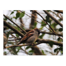 Sparrow on a Branch 2 Post Cards