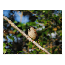 Sparrow on a Branch Post Cards