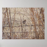 Sparrow on a Fence 1 Print