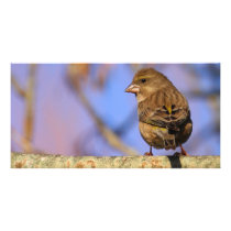 Sparrow Photo Card Template