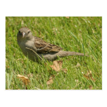 Sparrow Postcard