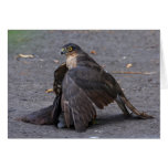 Sparrowhawk and Prey Card