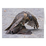 Sparrowhawk Protecting Greeting Card