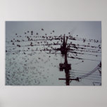 Sparrows r flying posters