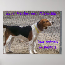 Spay, Neuter, Microchip Poster