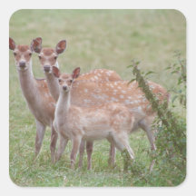 Speckled Deer with Fawn Stickers