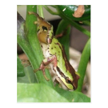 Speckled Frog in the Pepper Plant Postcards