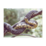 Speckled King Snake Postcard