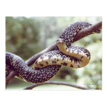 Speckled King Snake Postcard