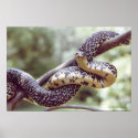 Speckled King Snake Poster posters