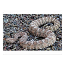 Speckled Rattlesnake Post Cards