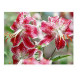 Speckled & Red! Postcard