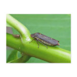 Speckled Sharpshooter Leaf Hopper Items Post Cards