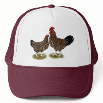 Speckled Sussex Chickens