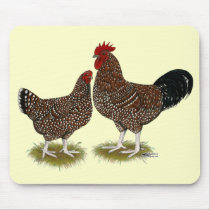 Speckled Sussex Chickens