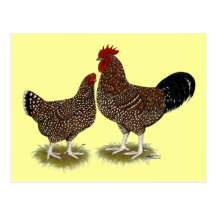 Speckled Sussex Chickens Post Card