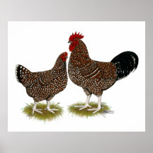 Speckled Sussex Chickens Print