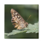 Speckled Wood Butterfly Magnet