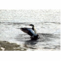 Spectacked Eider Drake photo sculptures