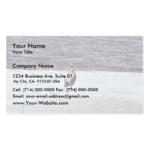 Spectacled Eider Drake Business Card Template