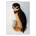 Spectacled Owl cards