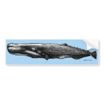 Sperm Whale Bumper Sticker bumper stickers