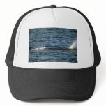 Sperm whale hats