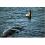 Sperm Whale Photo Cut Out